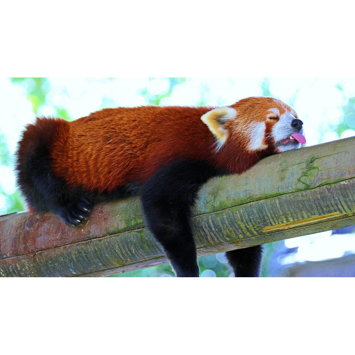 Tablou canvas 50x35 cm, Animale model 122