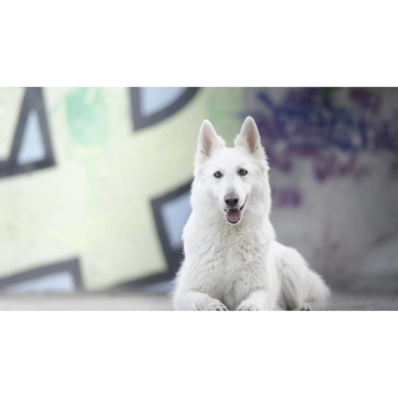 Tablou canvas 50x35 cm, Animale model 120