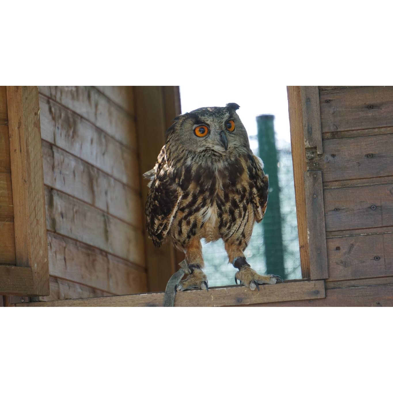 Tablou canvas 50x35 cm, Animale model 134