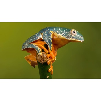 Tablou canvas 75x50 cm, Animale model 116 Tablou canvas 75x50 cm, Animale model 116