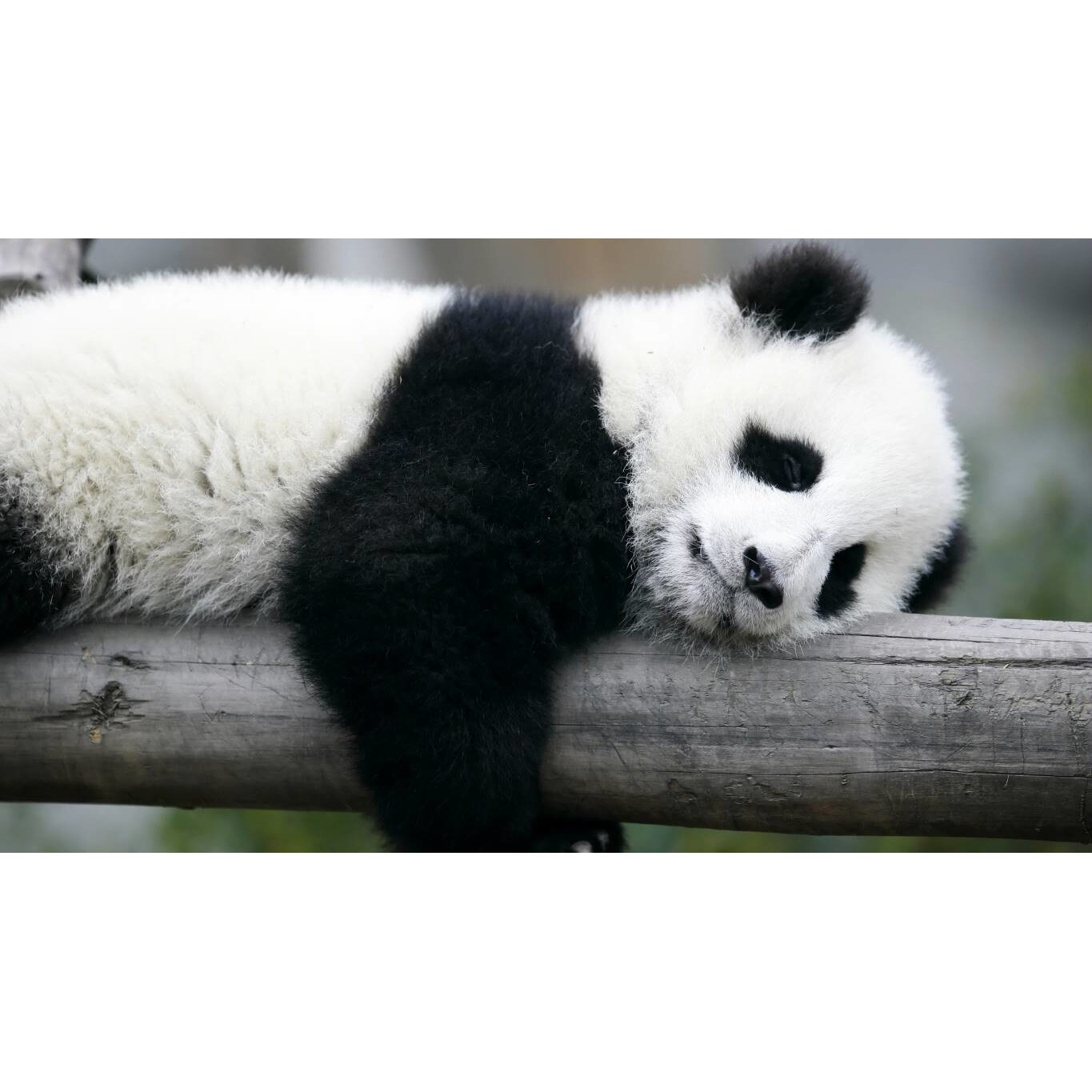 Tablou canvas 75x50 cm, Animale model 98