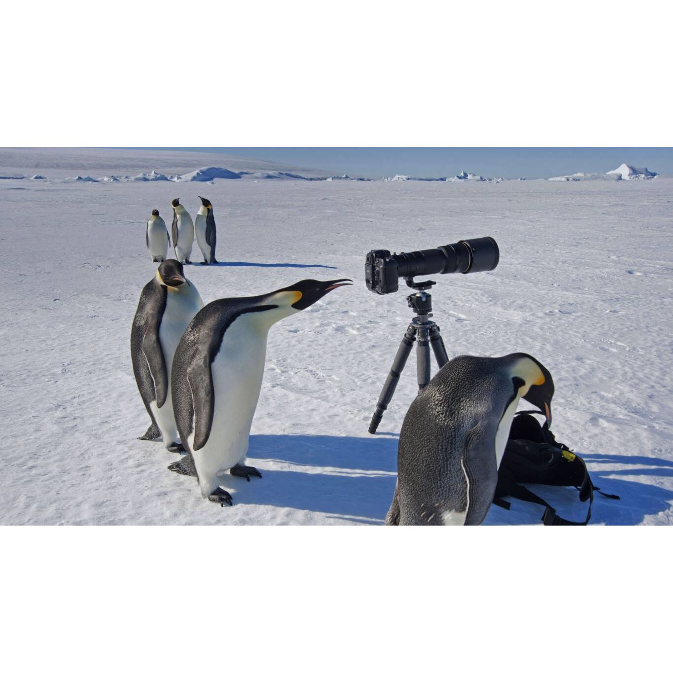 Tablou canvas 75x50 cm, Animale model 127