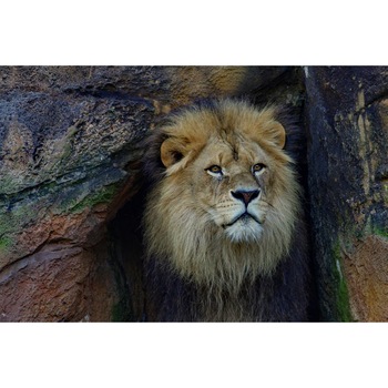 Tablou canvas 50x35 cm, Animale model 136 Tablou canvas 50x35 cm, Animale model 136