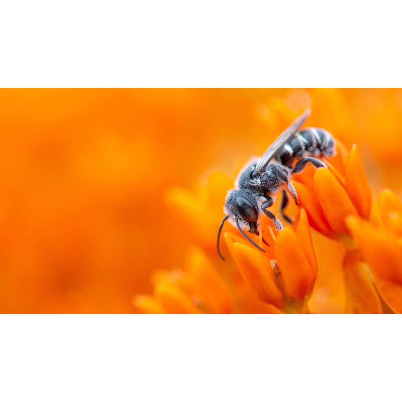 Tablou canvas 75x50 cm, Animale model 126