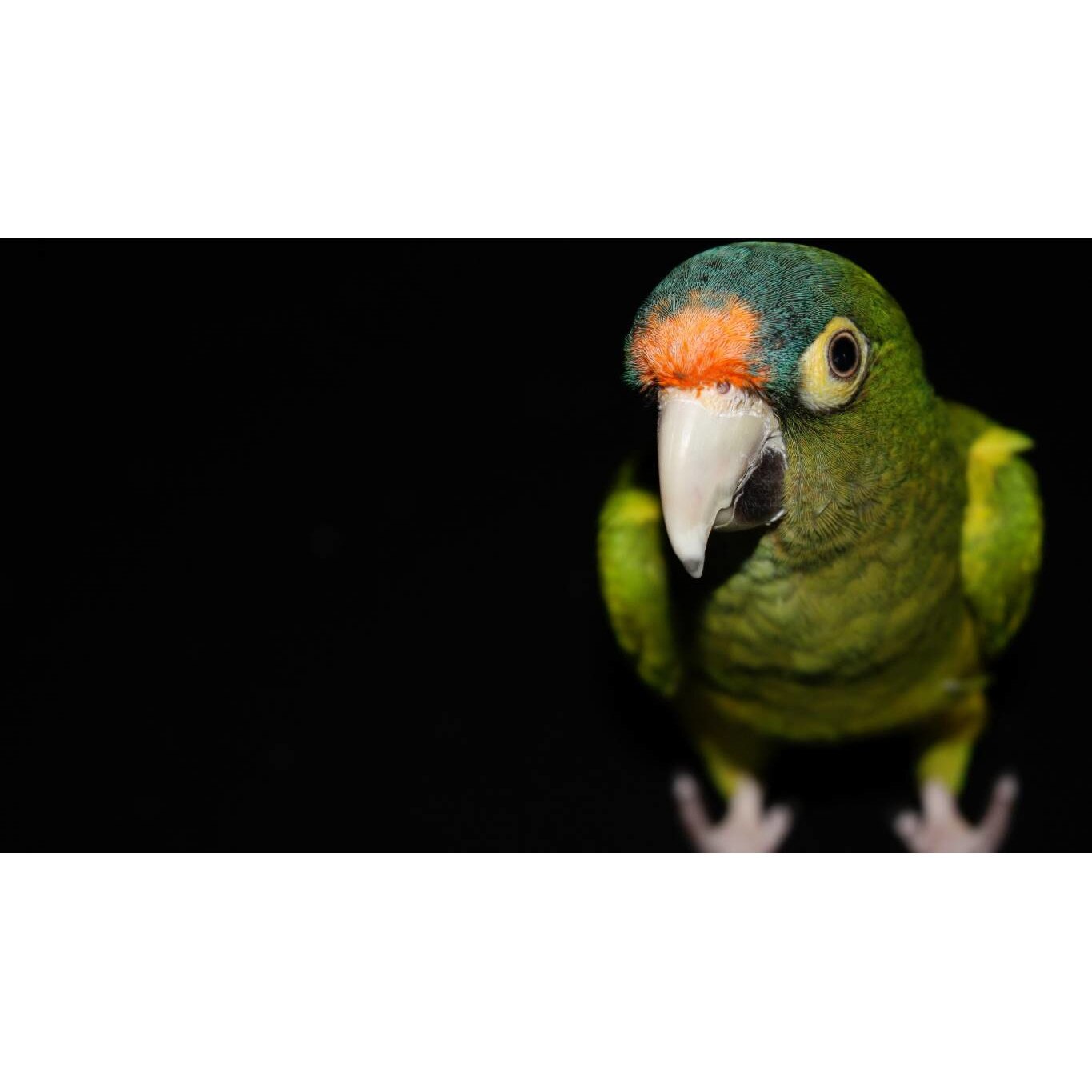 Tablou canvas 50x35 cm, Animale model 133