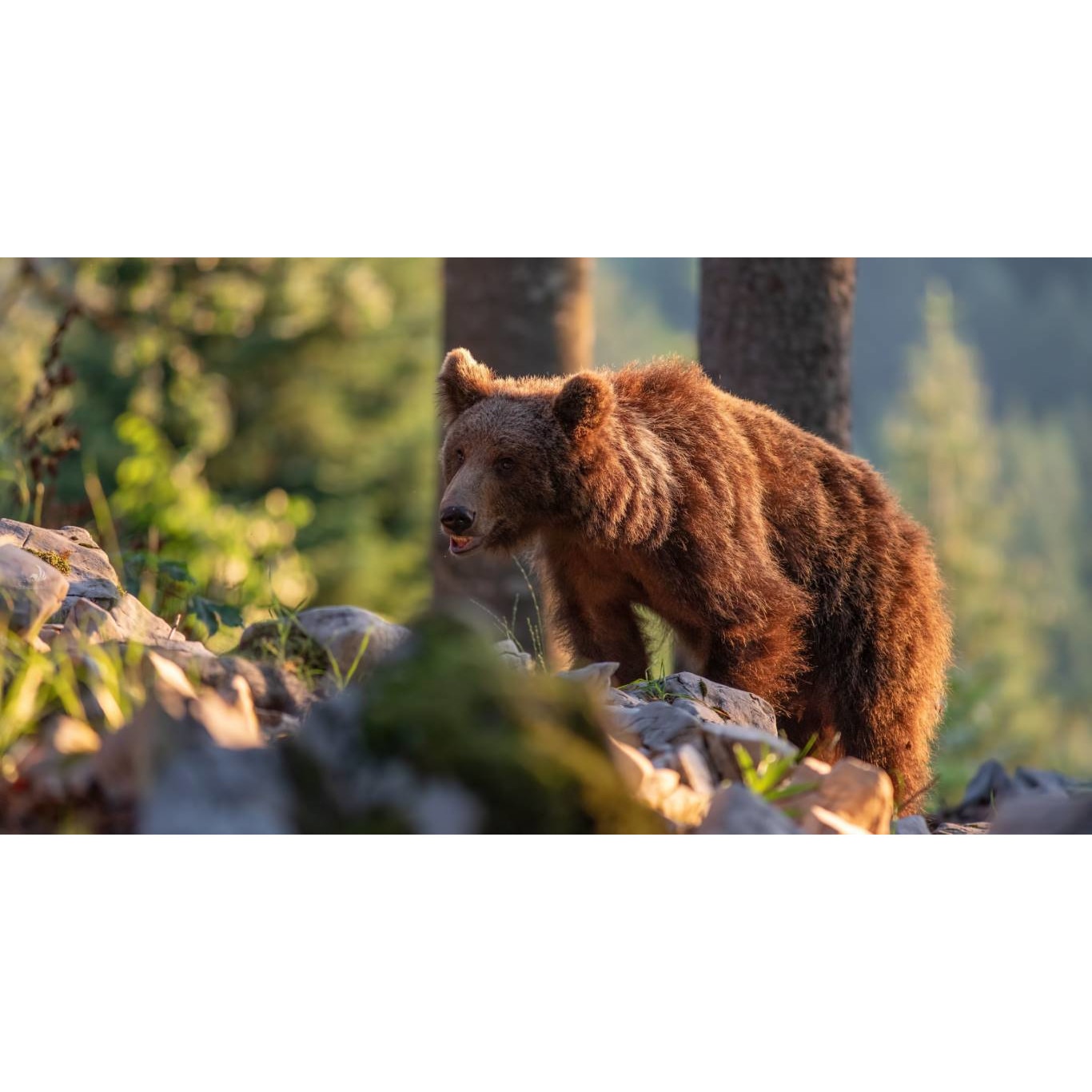 Tablou canvas 75x50 cm, Animale model 124