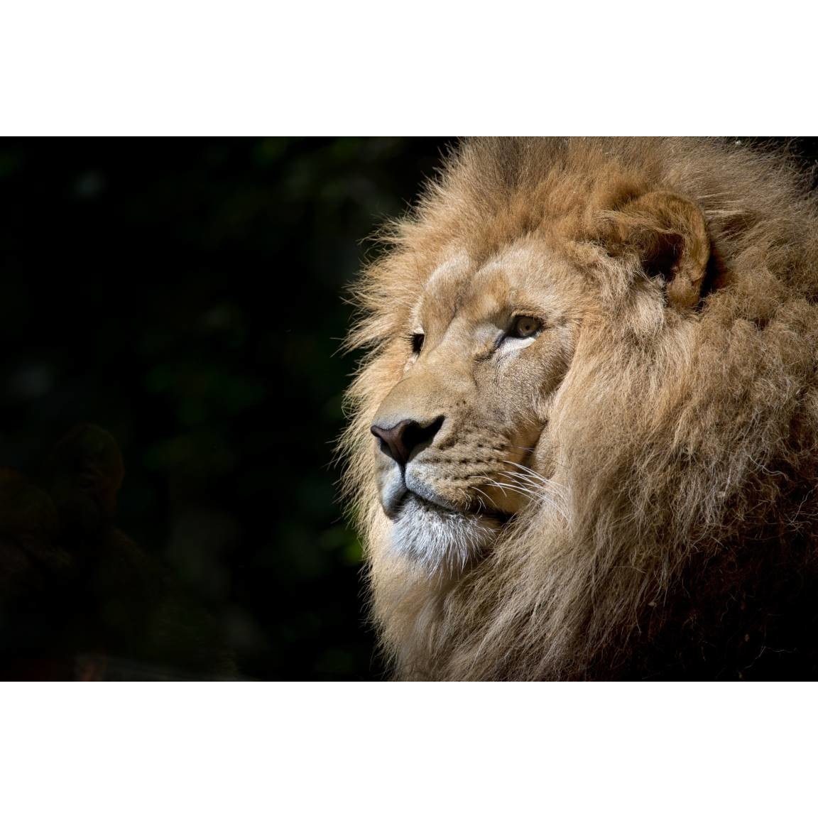 Tablou canvas 75x50 cm, Animale model 135