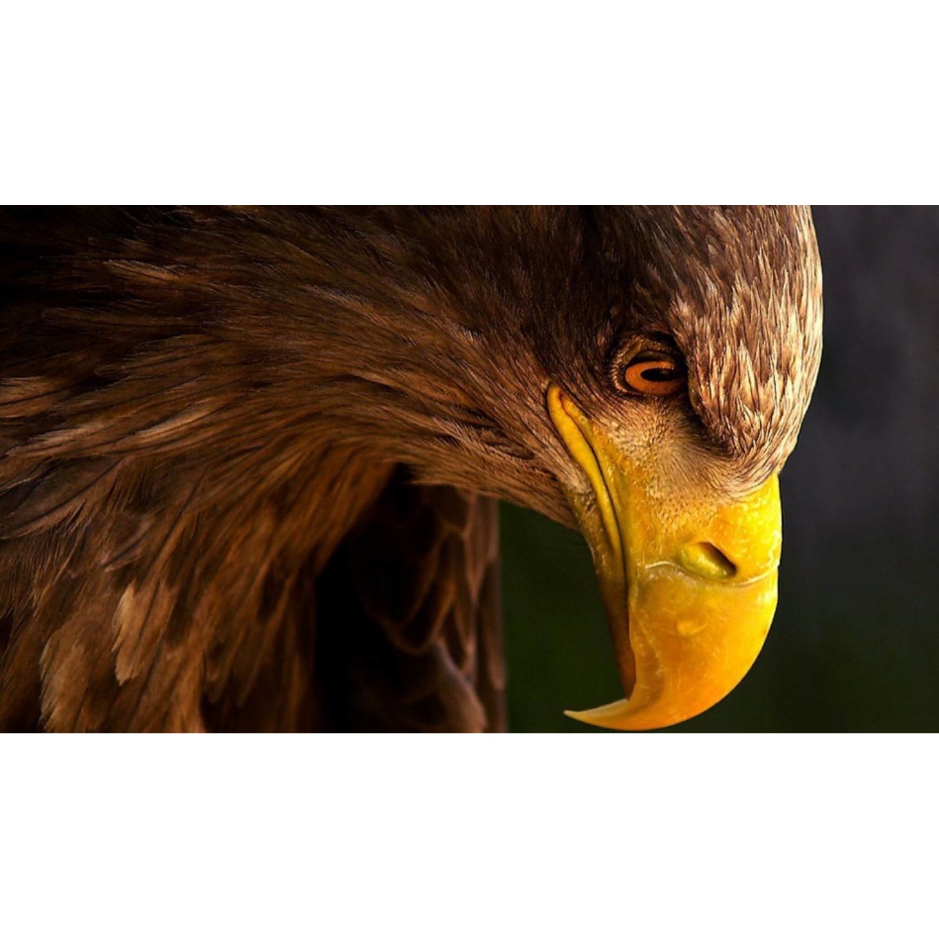 Tablou canvas 90x50 cm, Animale model 137