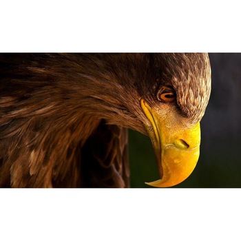 Tablou canvas 90x50 cm, Animale model 137 Tablou canvas 90x50 cm, Animale model 137