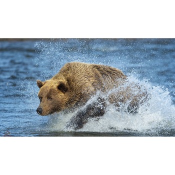 Tablou canvas 50x35 cm, Animale model 146 Tablou canvas 50x35 cm, Animale model 146