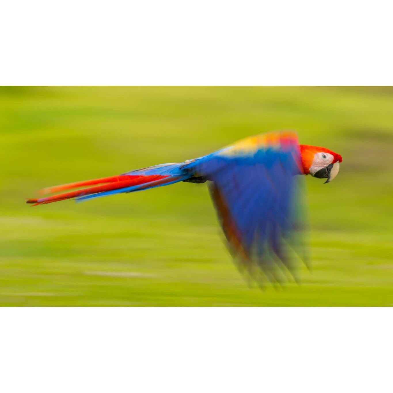 Tablou canvas 75x50 cm, Animale model 156