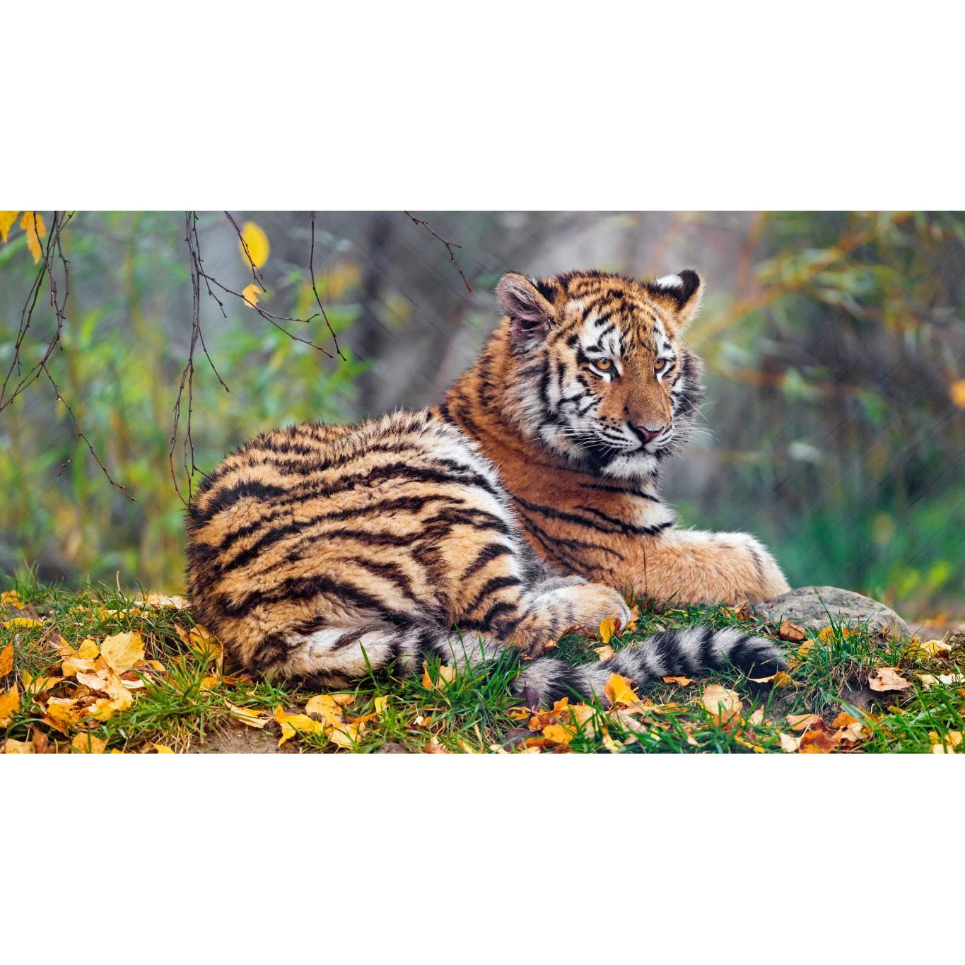 Tablou canvas 75x50 cm, Animale model 131