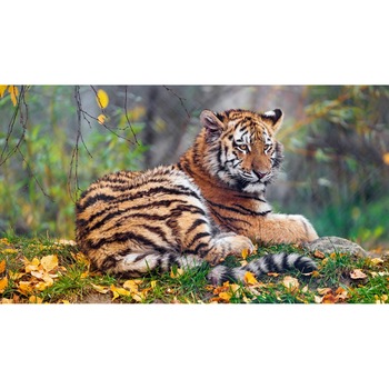 Tablou canvas 90x50 cm, Animale model 131 Tablou canvas 90x50 cm, Animale model 131