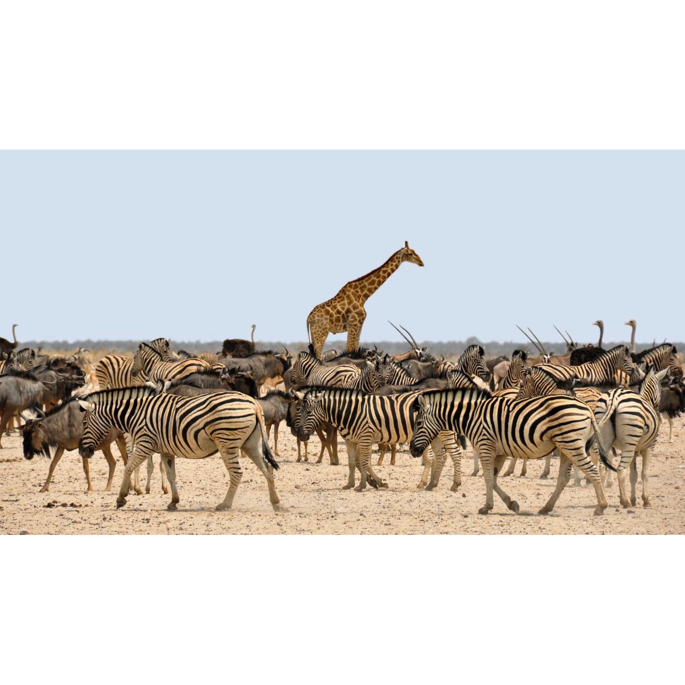 Tablou canvas 50x35 cm, Animale model 142