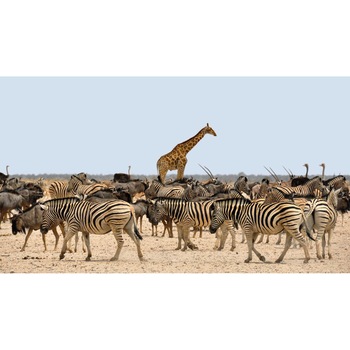 Tablou canvas 50x35 cm, Animale model 142 Tablou canvas 50x35 cm, Animale model 142