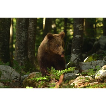 Tablou canvas 50x35 cm, Animale model 123 Tablou canvas 50x35 cm, Animale model 123