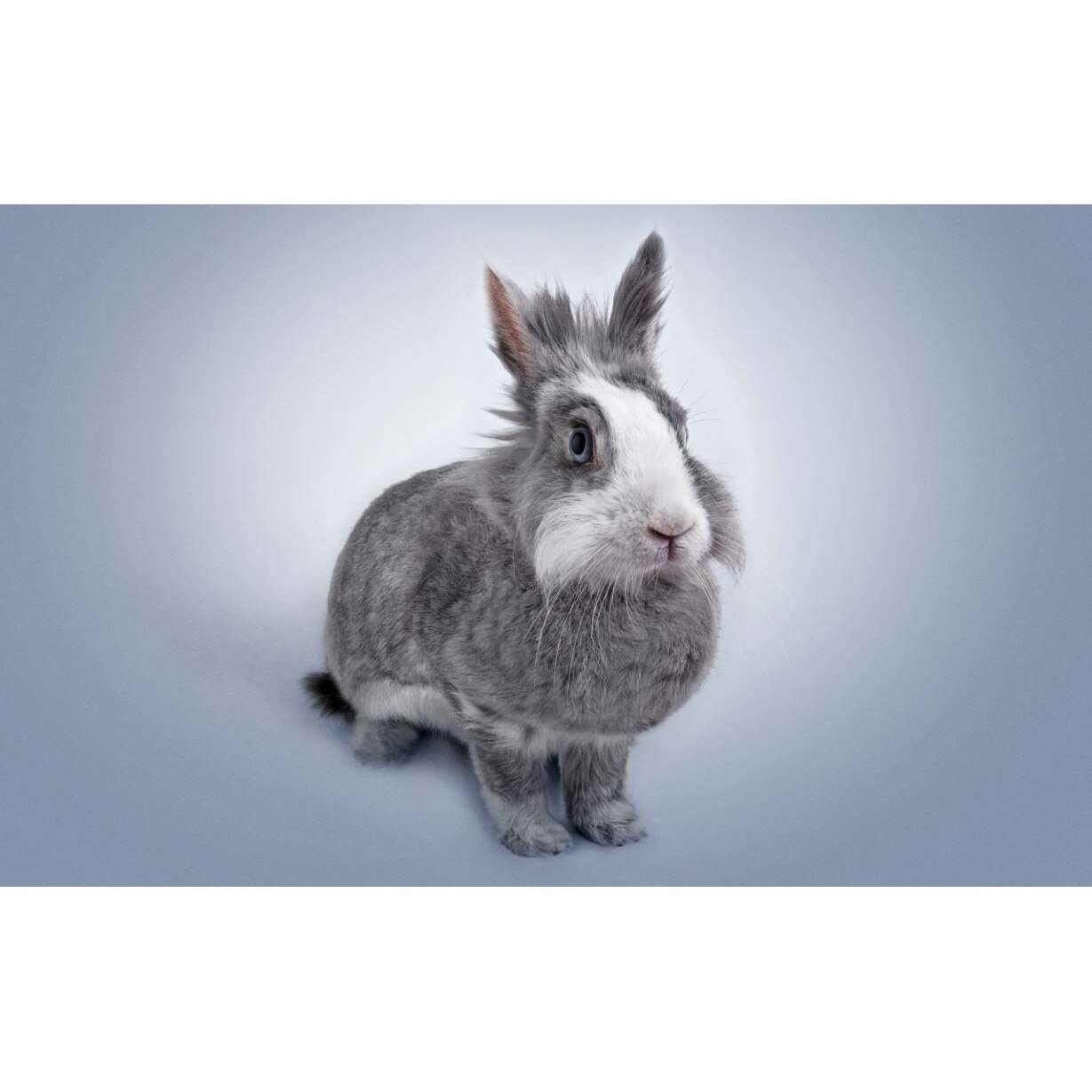 Tablou canvas 50x35 cm, Animale model 150