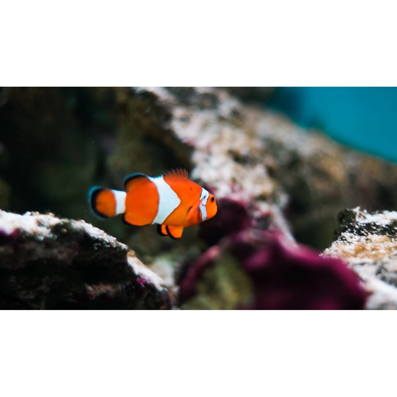 Tablou canvas 50x35 cm, Animale model 138