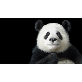 Tablou canvas 50x35 cm, Animale model 144 Tablou canvas 50x35 cm, Animale model 144