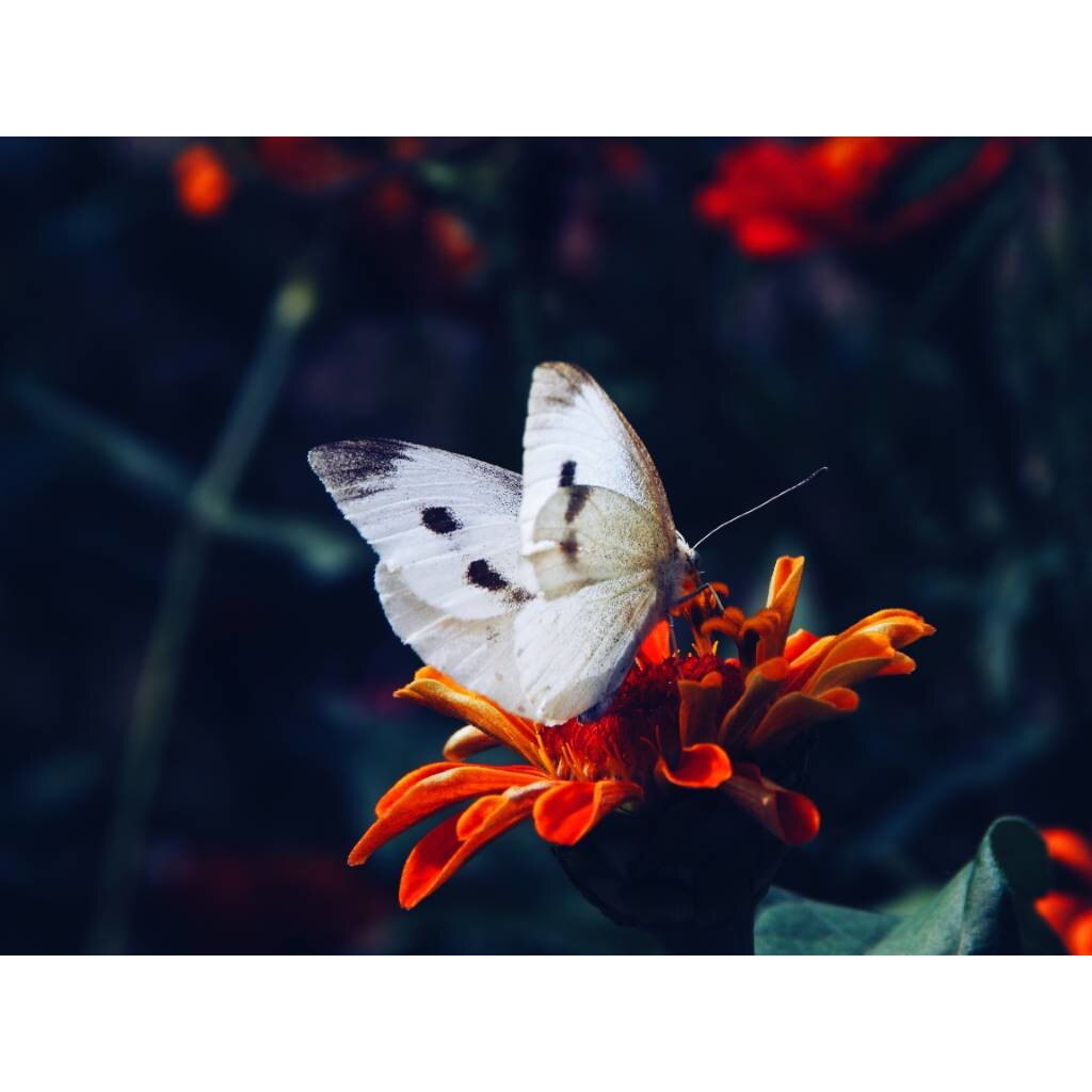 Tablou canvas 75x50 cm, Animale model 148