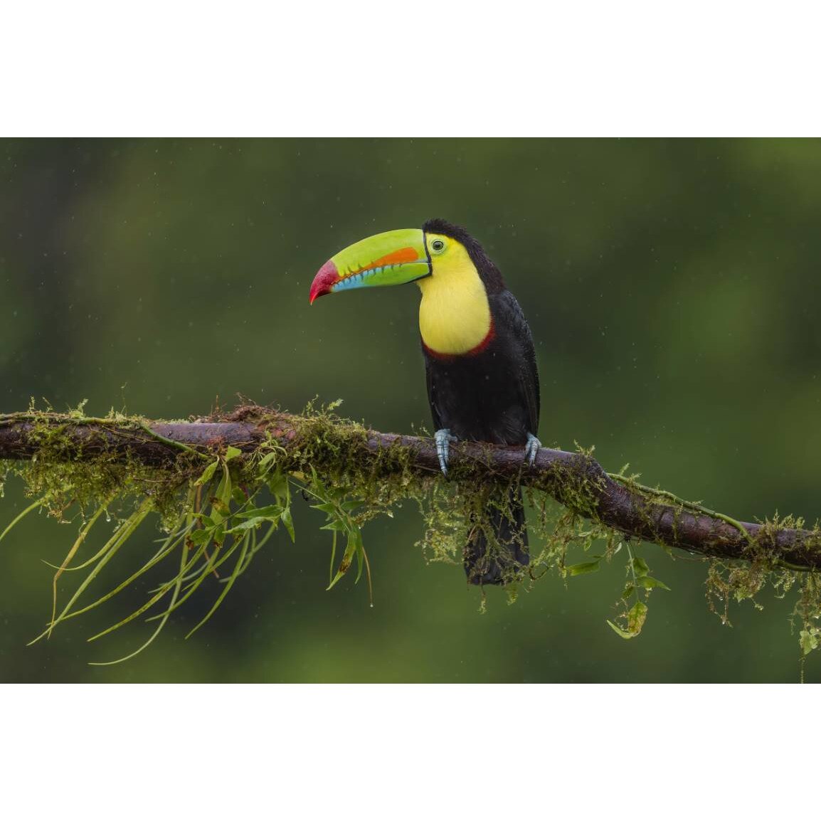 Tablou canvas 90x50 cm, Animale model 162