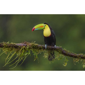 Tablou canvas 75x50 cm, Animale model 162 Tablou canvas 75x50 cm, Animale model 162