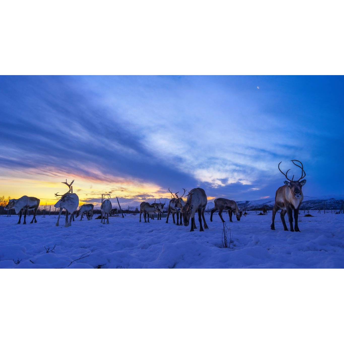 Tablou canvas 50x35 cm, Animale model 140