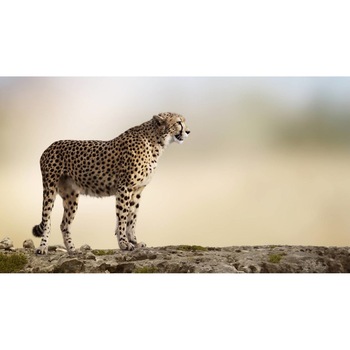 Tablou canvas 50x35 cm, Animale model 141 Tablou canvas 50x35 cm, Animale model 141