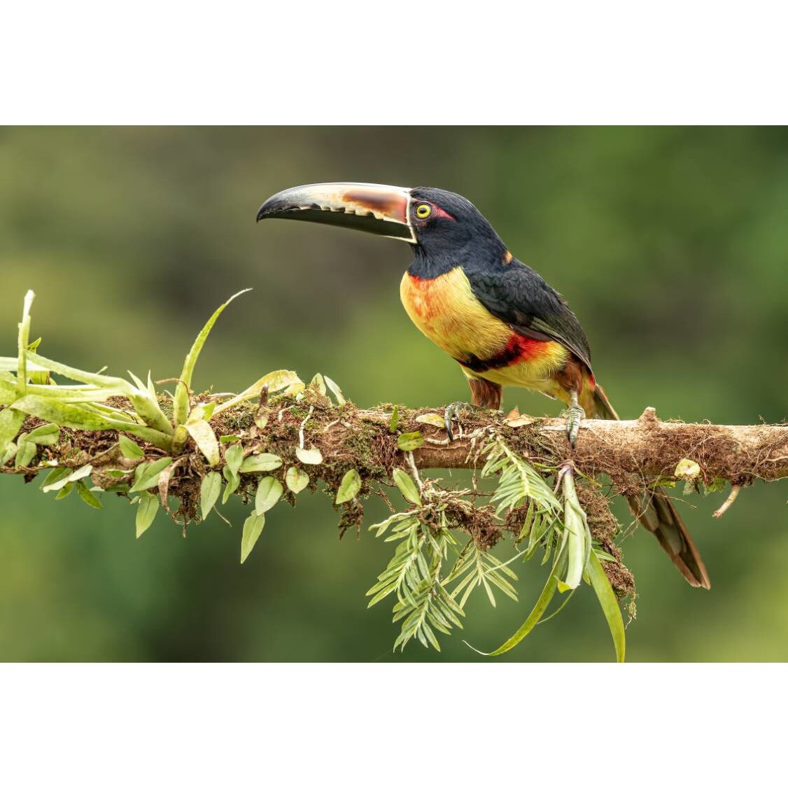 Tablou canvas 75x50 cm, Animale model 149