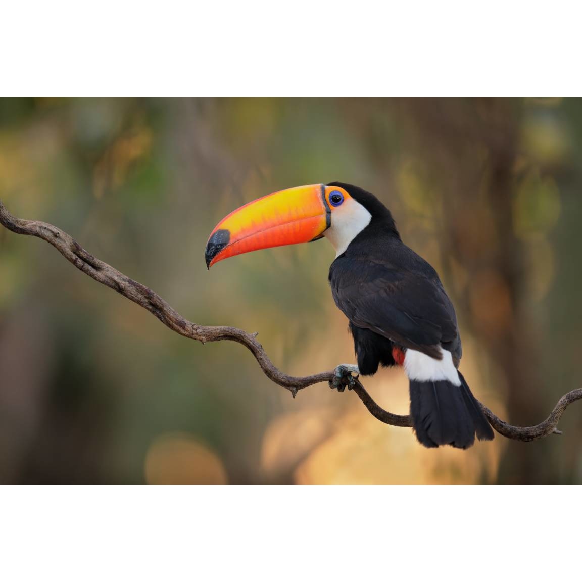 Tablou canvas 90x50 cm, Animale model 153