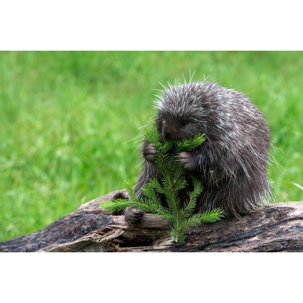 Tablou canvas 90x50 cm, Animale model 165