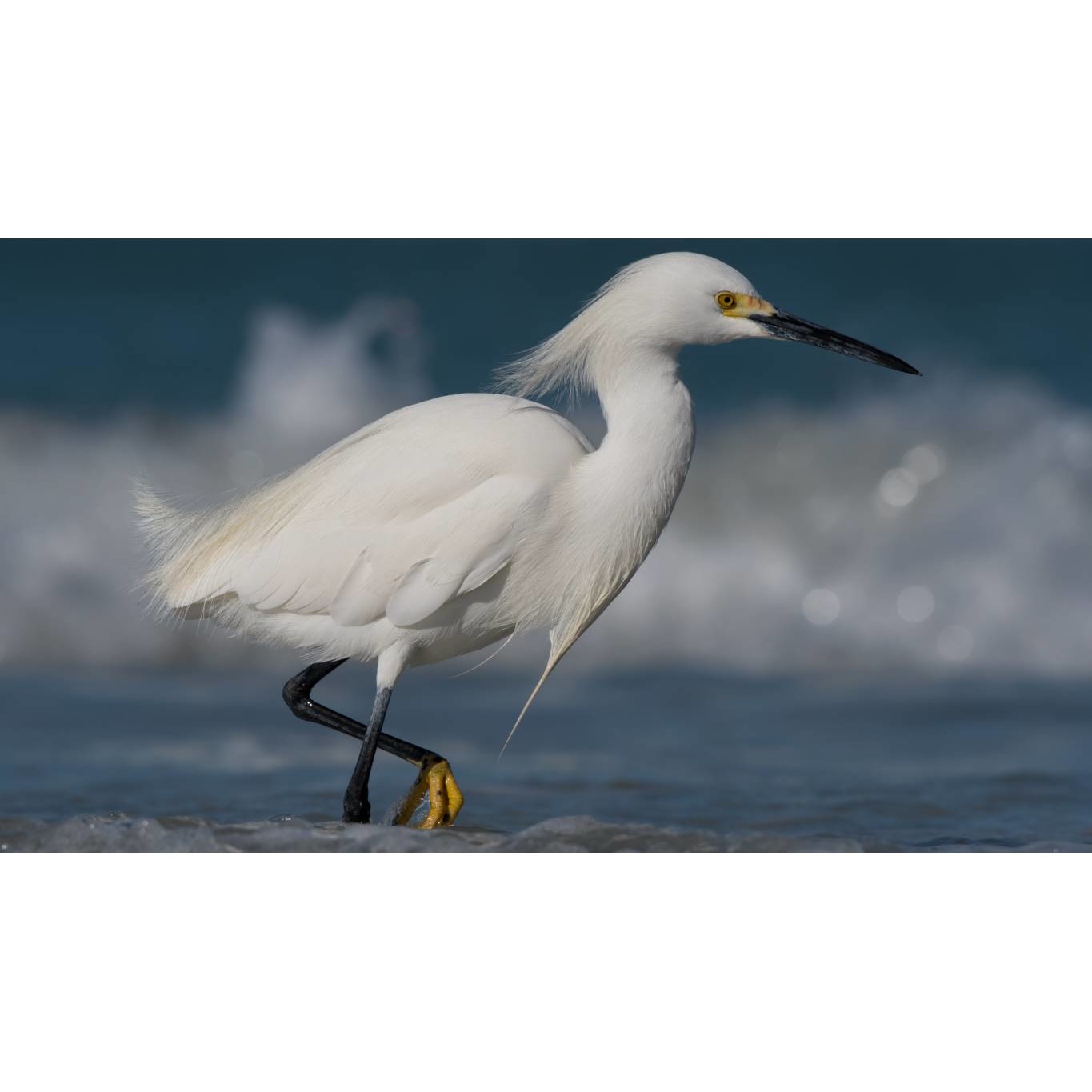 Tablou canvas 50x35 cm, Animale model 143