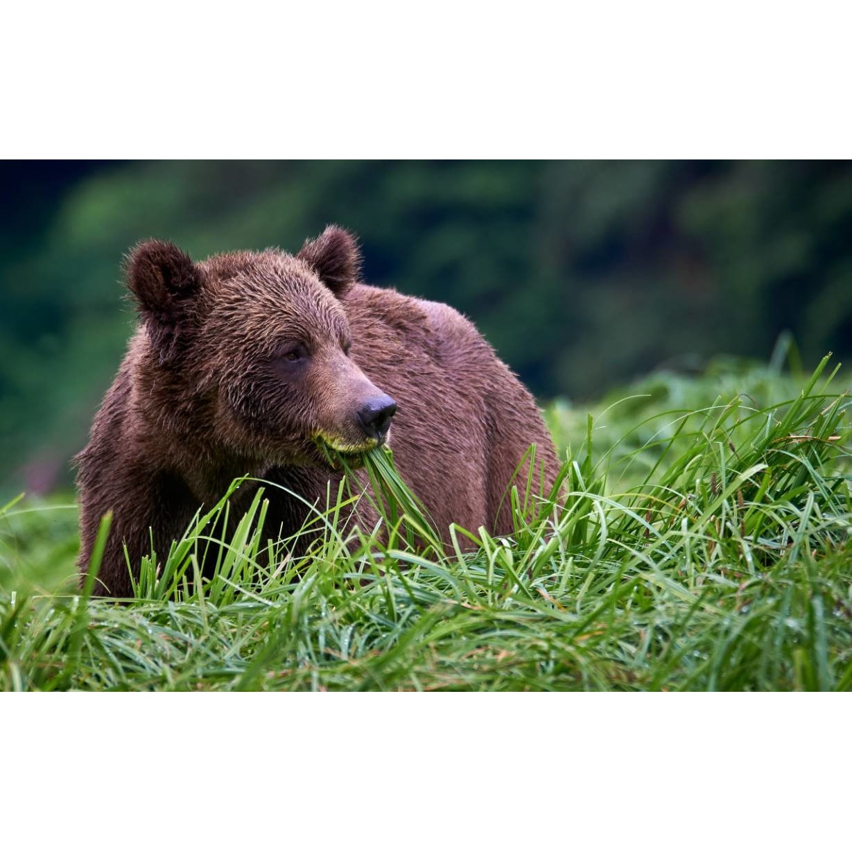 Tablou canvas 50x35 cm, Animale model 147