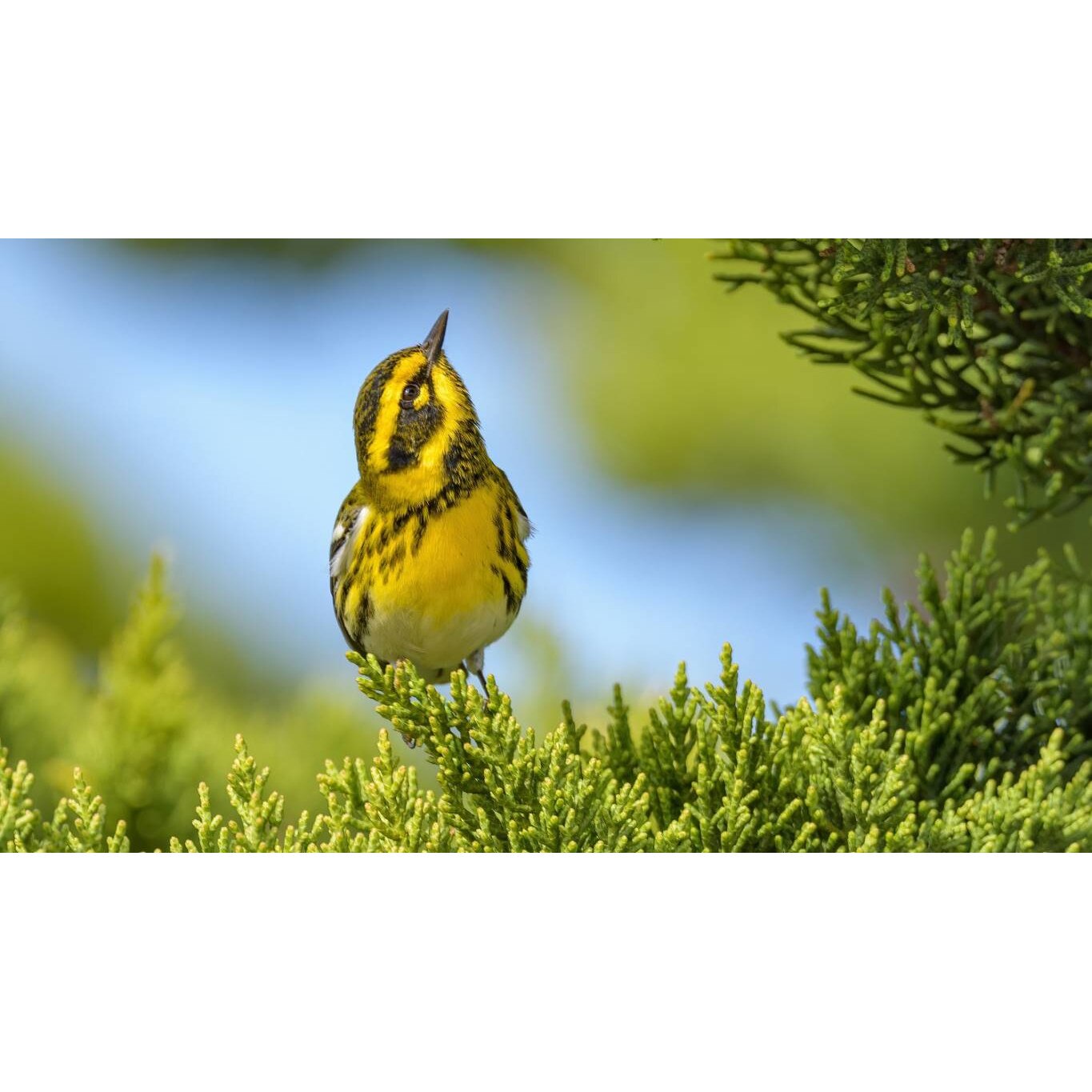 Tablou canvas 50x35 cm, Animale model 168