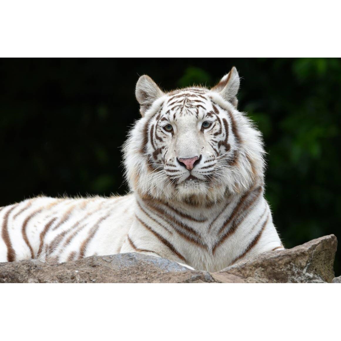 Tablou canvas 90x50 cm, Animale model 158