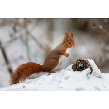 Tablou canvas 50x35 cm, Animale model 145 Tablou canvas 50x35 cm, Animale model 145