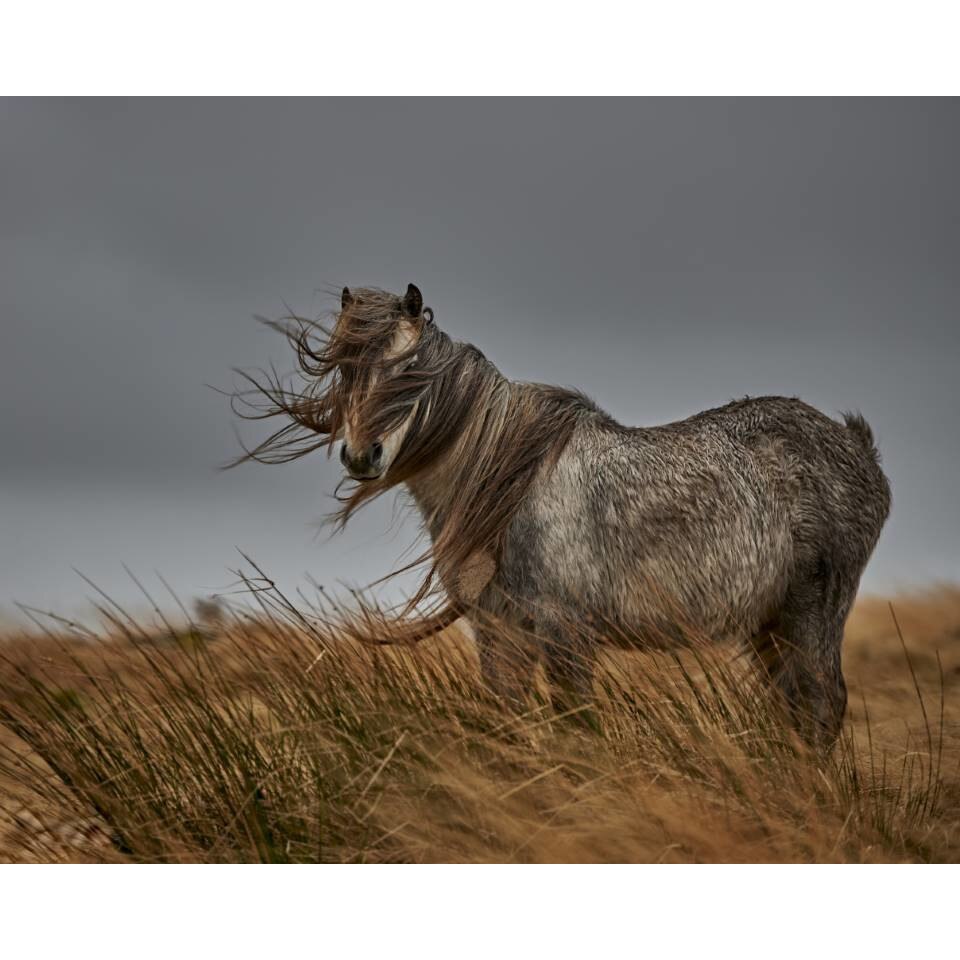 Tablou canvas 90x50 cm, Animale model 157