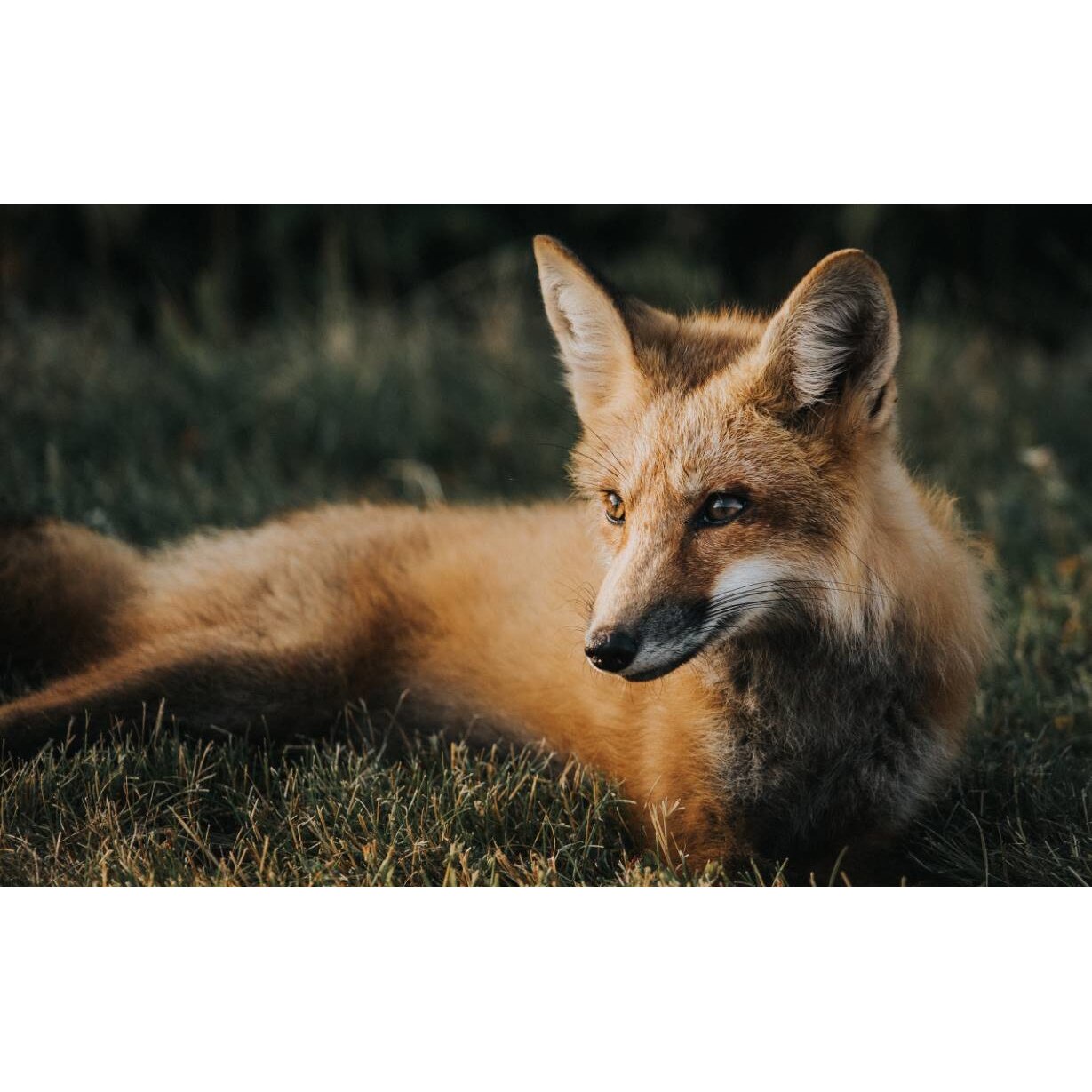 Tablou canvas 75x50 cm, Animale model 170