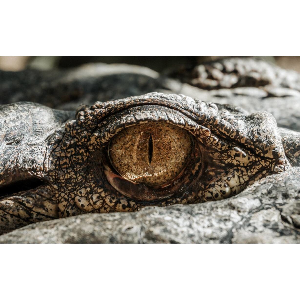 Tablou canvas 90x50 cm, Animale model 152