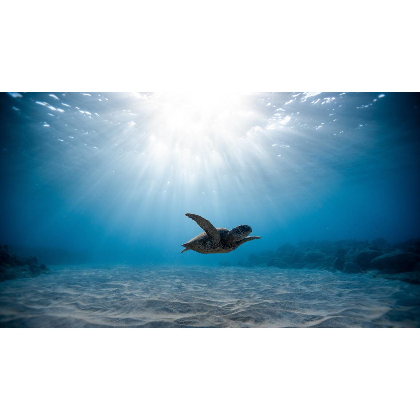 Tablou canvas 75x50 cm, Animale model 151