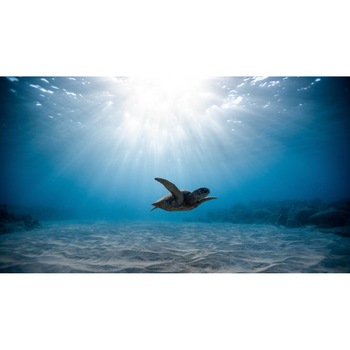 Tablou canvas 90x50 cm, Animale model 151 Tablou canvas 90x50 cm, Animale model 151