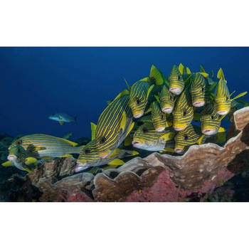 Tablou canvas 50x35 cm, Animale model 175 Tablou canvas 50x35 cm, Animale model 175