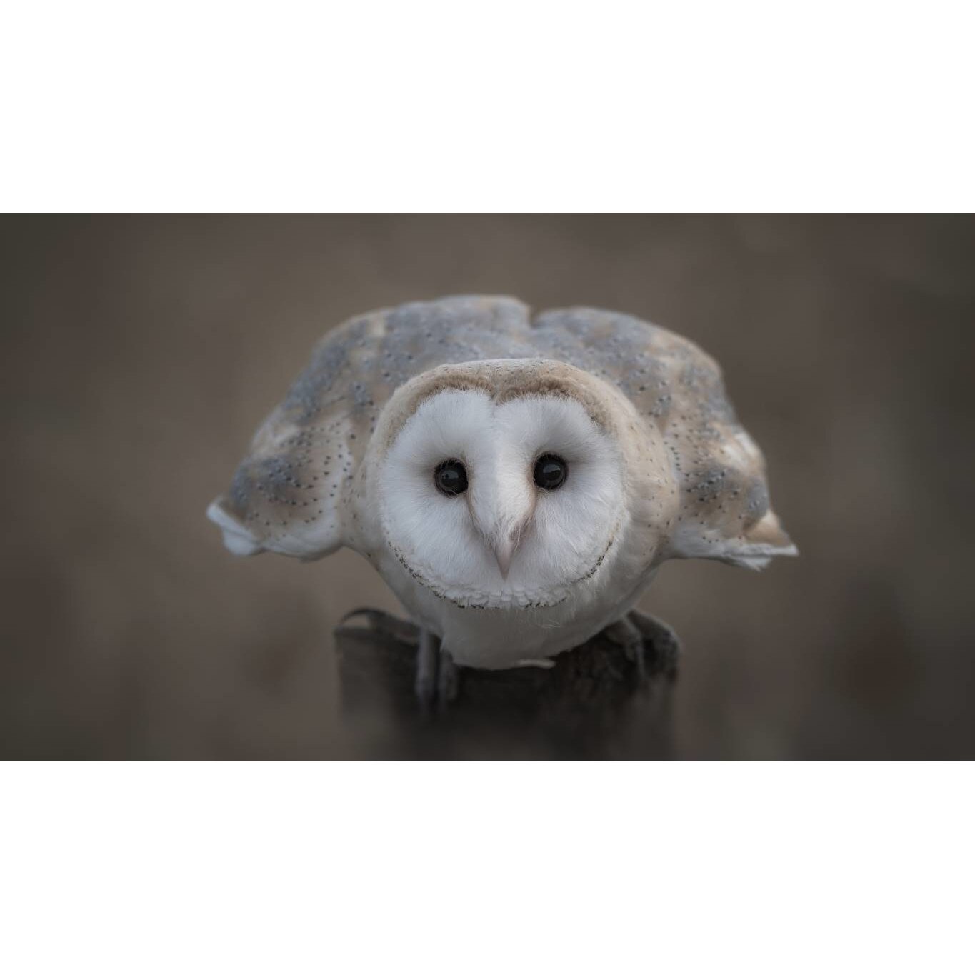 Tablou canvas 50x35 cm, Animale model 167