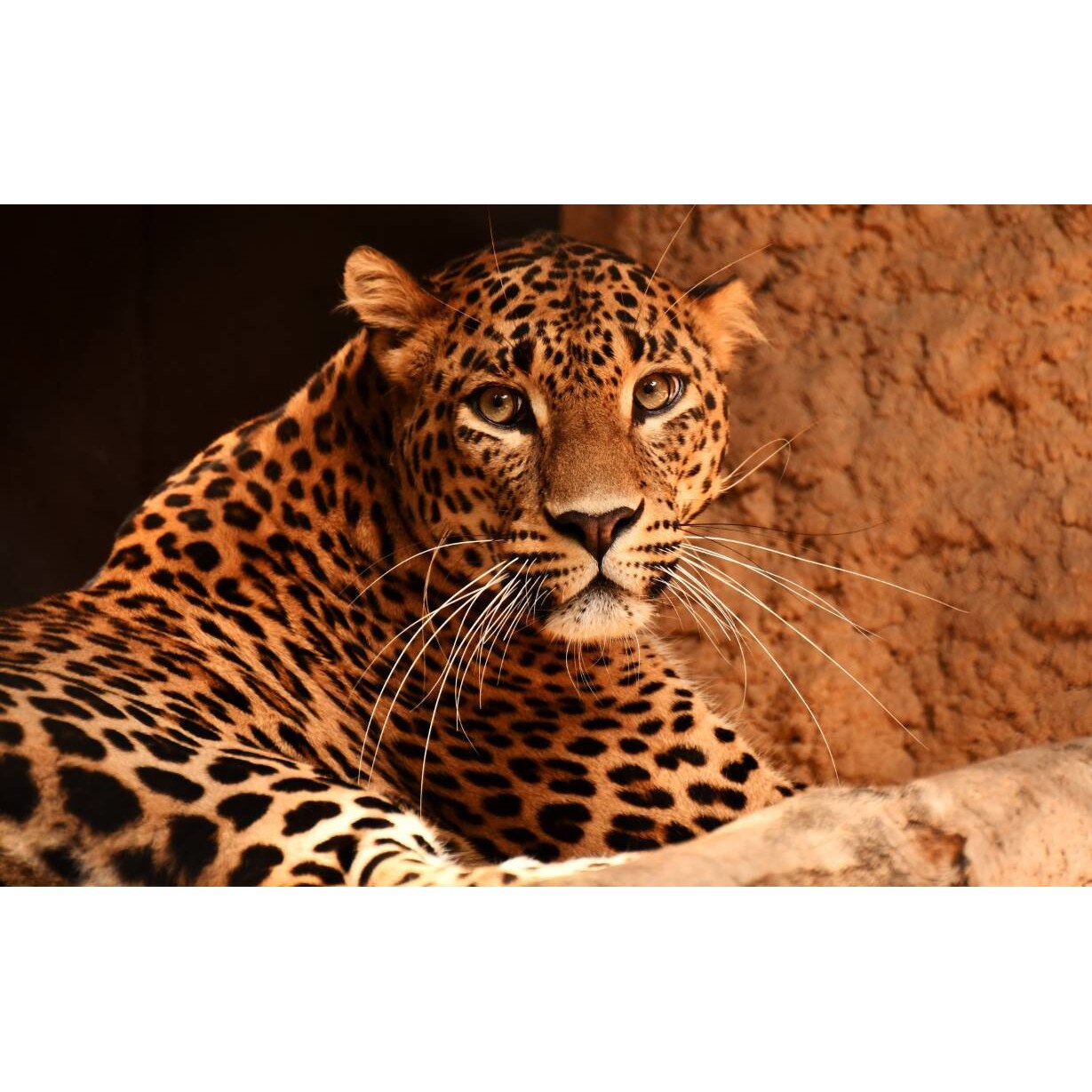 Tablou canvas 90x50 cm, Animale model 164