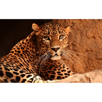 Tablou canvas 90x50 cm, Animale model 164 Tablou canvas 90x50 cm, Animale model 164