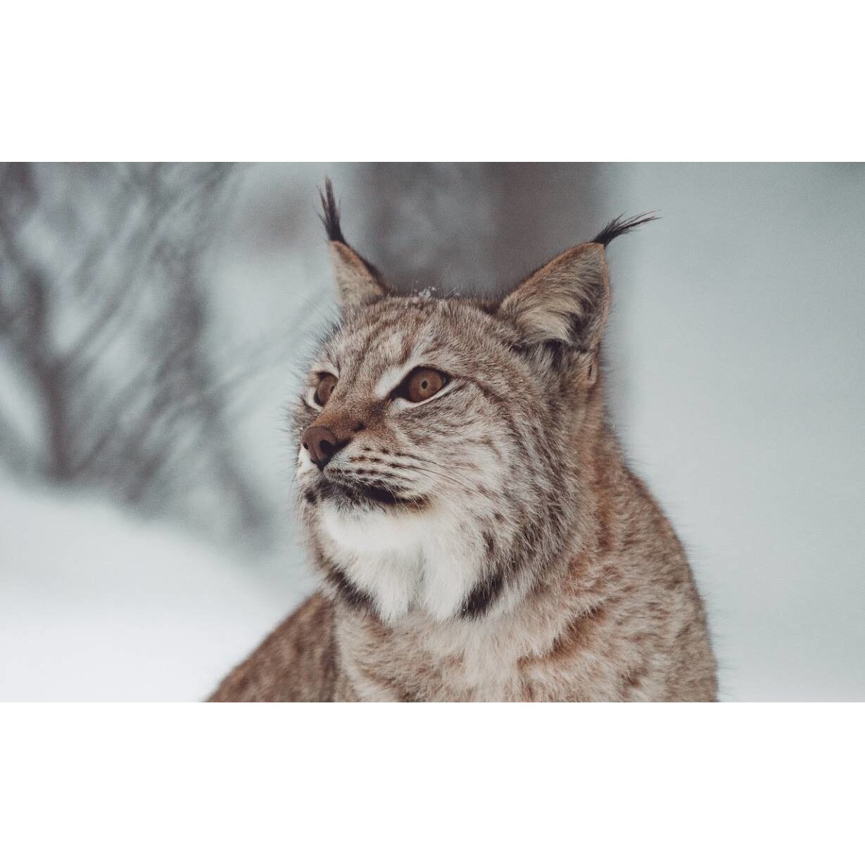 Tablou canvas 50x35 cm, Animale model 160