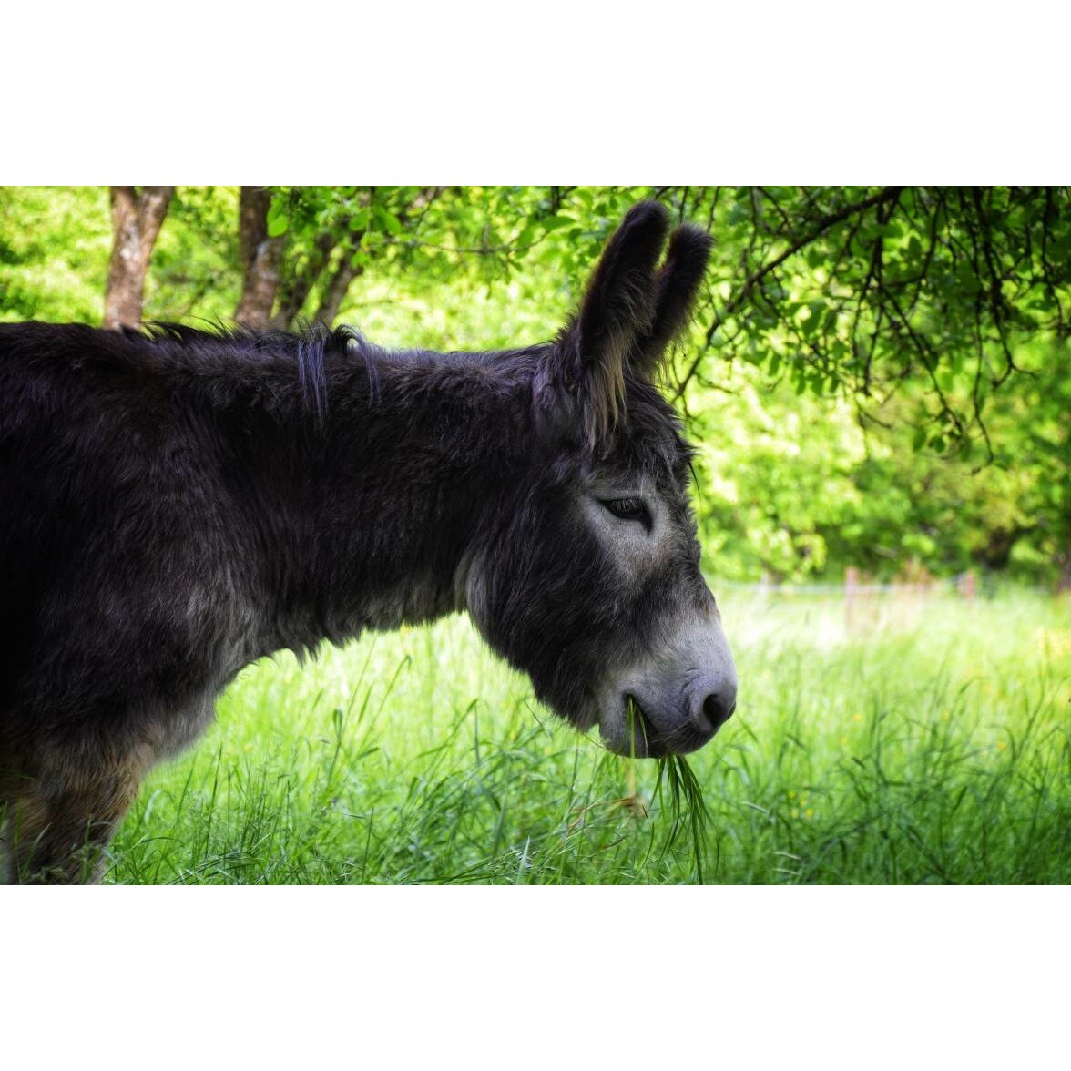 Tablou canvas 90x50 cm, Animale model 178