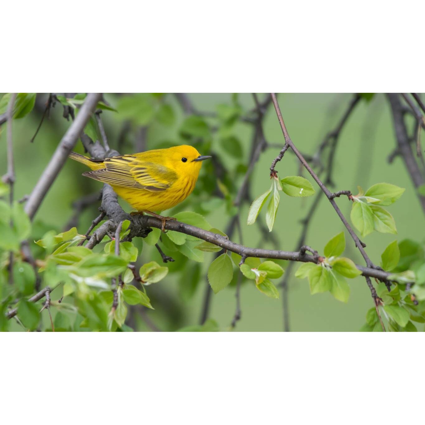 Tablou canvas 90x50 cm, Animale model 159