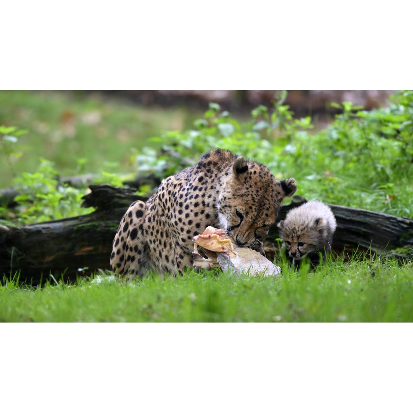 Tablou canvas 75x50 cm, Animale model 169