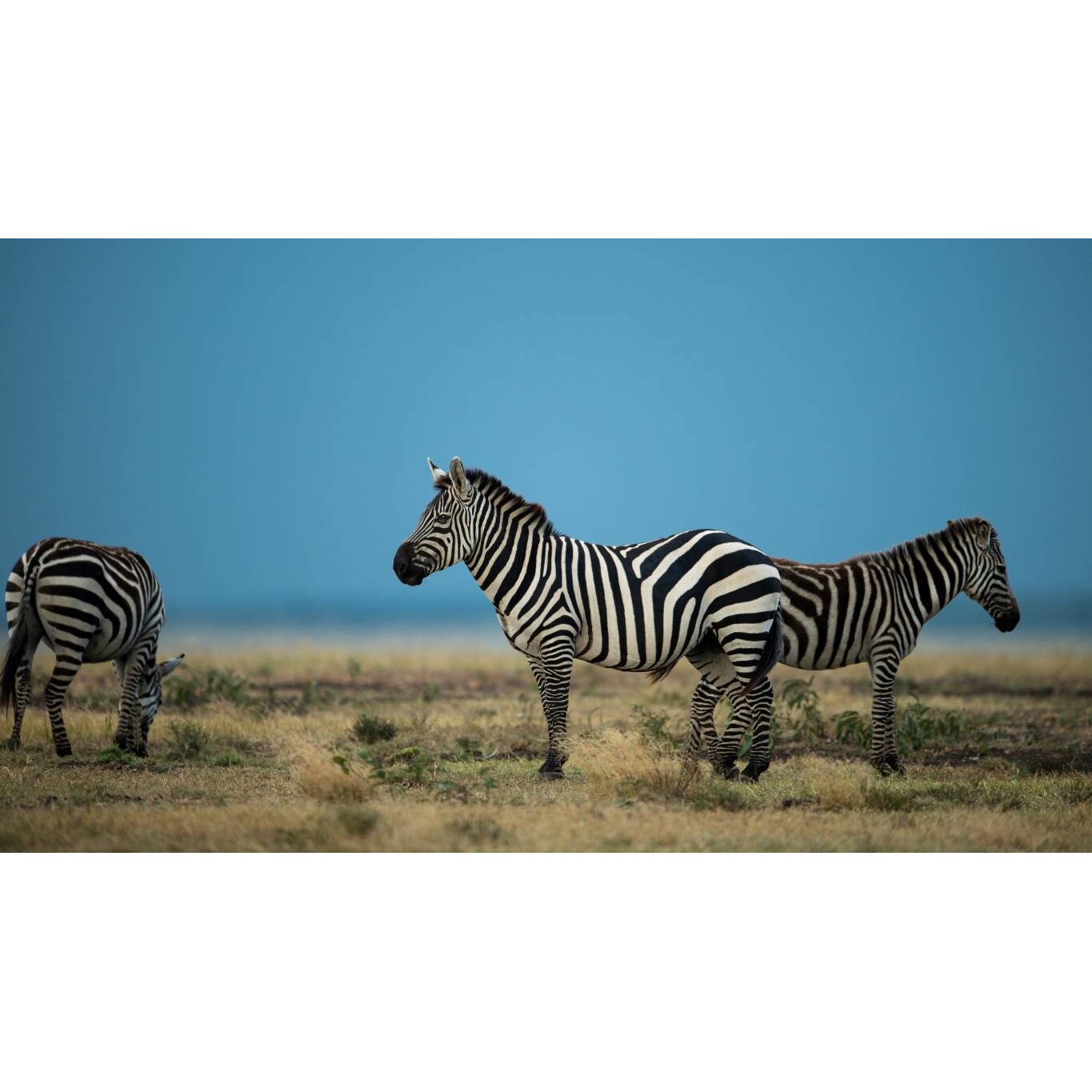 Tablou canvas 90x50 cm, Animale model 161